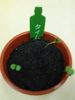 育てて楽しむ「小さな植木鉢」～Petit Planter～タイム観察日記１６日目の巻。