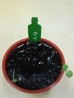 育てて楽しむ「小さな植木鉢」～Petit Planter～タイム観察日記３５日目の巻。