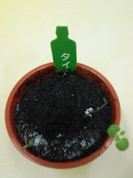 育てて楽しむ「小さな植木鉢」～Petit Planter～タイム観察日記４１日目の巻。