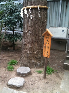 越谷市大沢香取神社の御神木