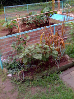 大雨の多かった今週の家庭菜園の状況。