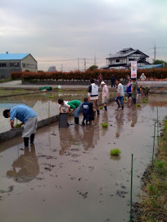 越谷市鴨ネギ鍋の田植え＆稲刈り農業体験練習