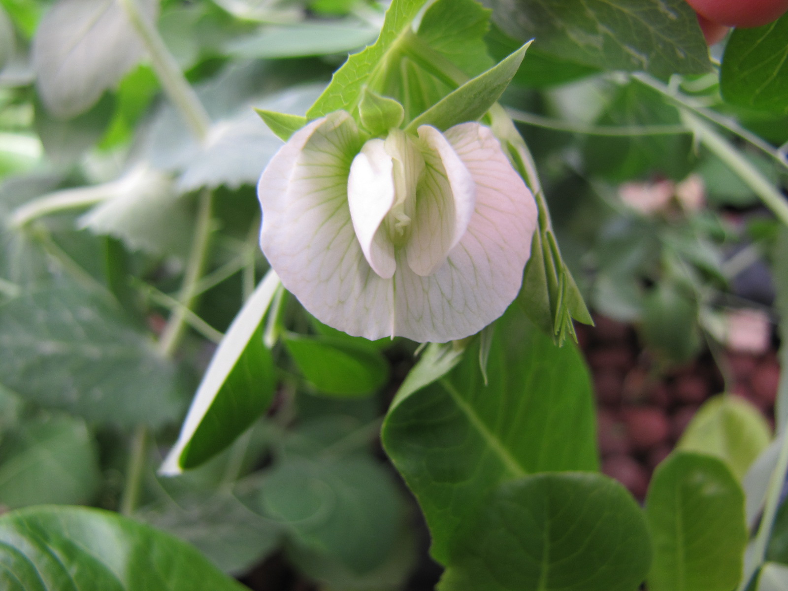 Garden of Forking Paths Sugar Snap Pea Blossoms!