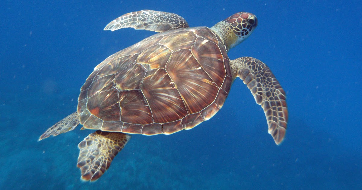 кольчатая горбатая черепаха. черепаха 5 б. каймановая черепаха домашняя. красноухая пресноводная черепаха. среднеазиатская черепаха.