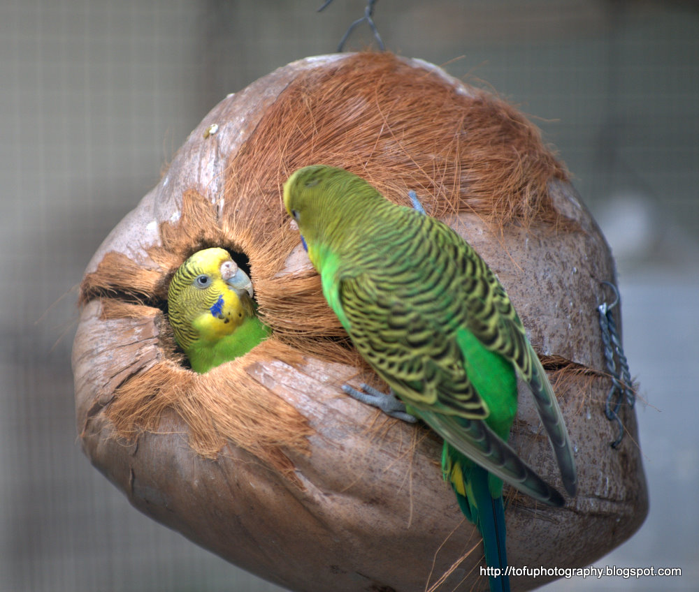 Tofu Photography: Budgerigars