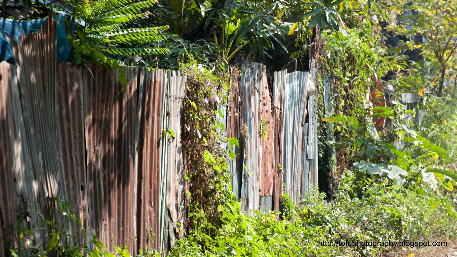 Tofu Photography Corrugated Iron Fence