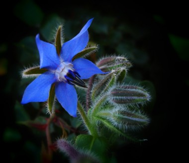 borago