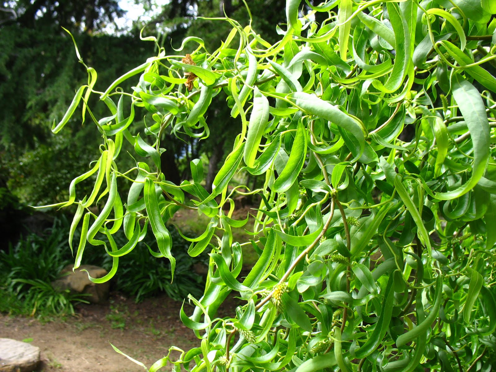 Tree Identification Salix babylonica pekinensis 'Tortuosa' Corkscrew Willow