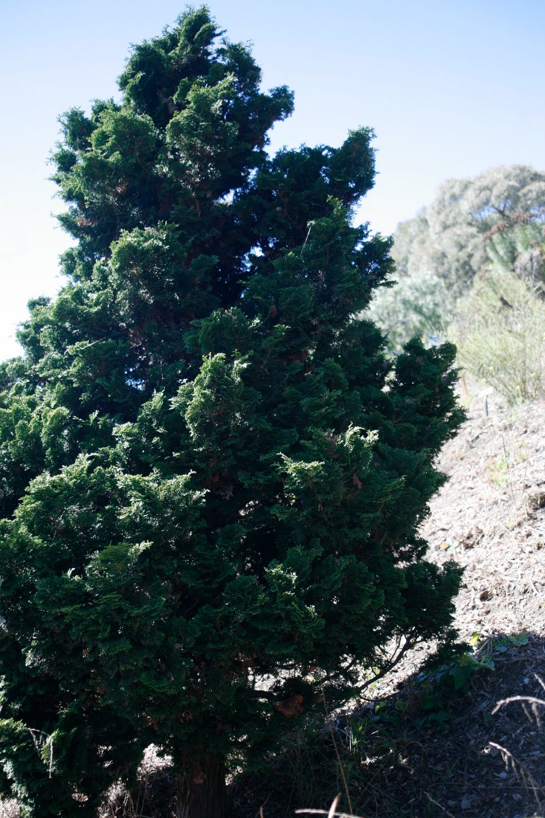 southern california trees identification Elizbeth Bundy