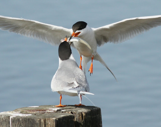 Forsters Tern Courtship Feeding