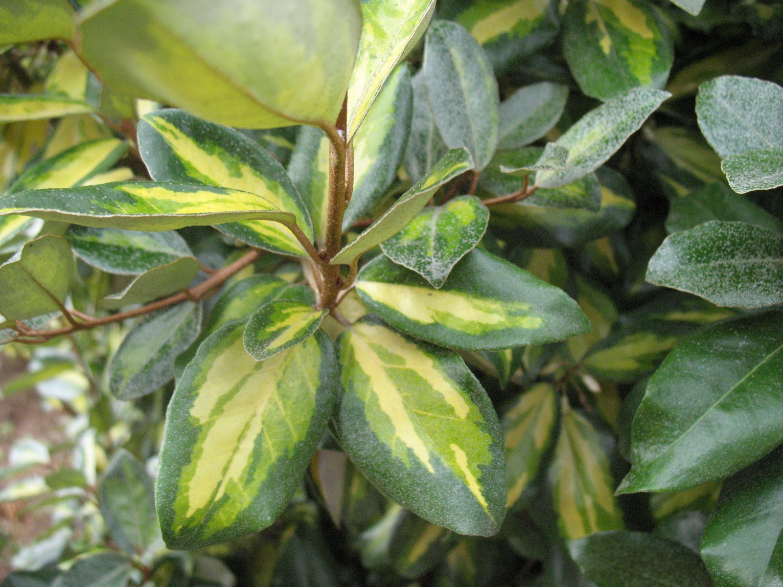 Dublin Flora Elaeagnus X Ebbingei Limelight