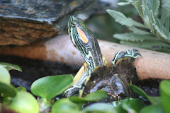 Please Meet Turtle Friend