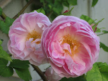 'Bourbon Queen'