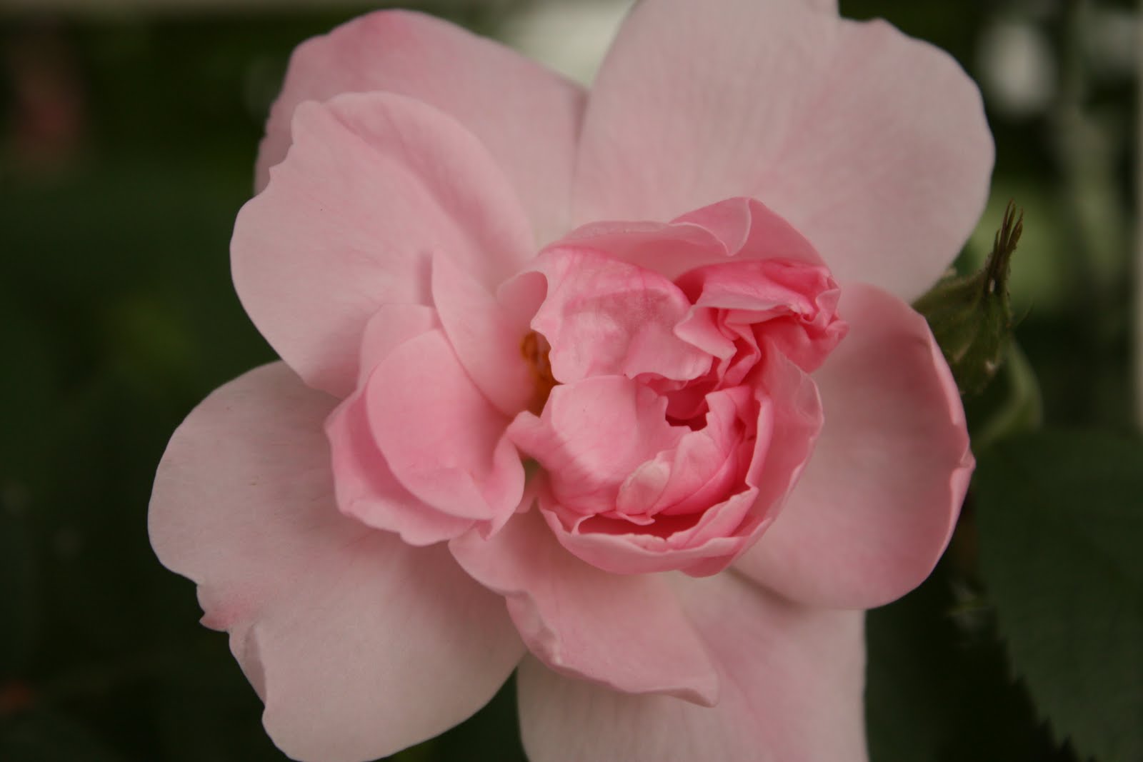 Kärleksstigen: Rosor så klart