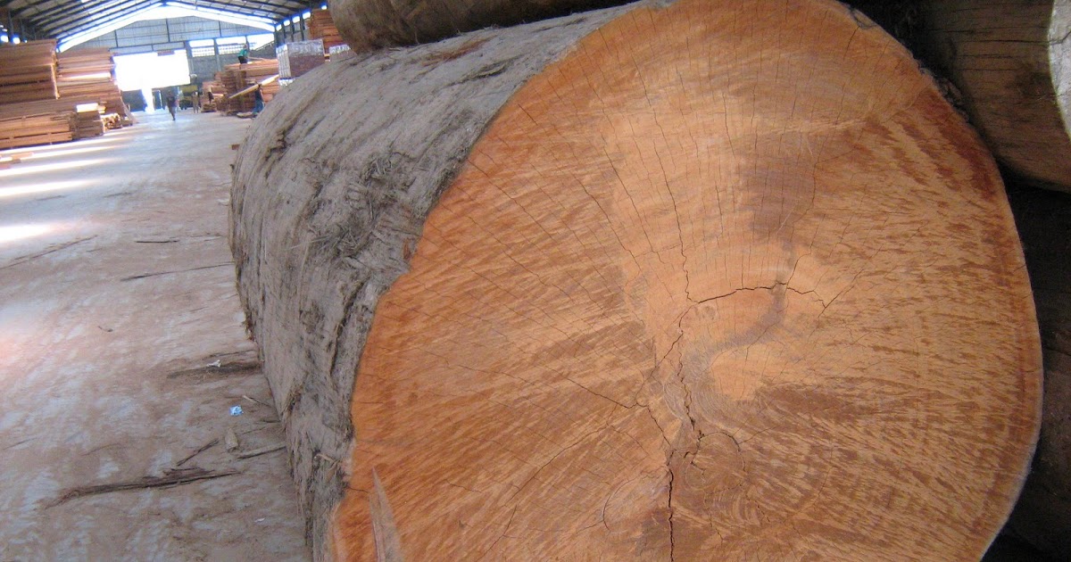 T me buy logs. Сапеле дерево. Керуинг древесина. Энтандрофрагма цилиндрическая Сапеле. Сипо древесина.