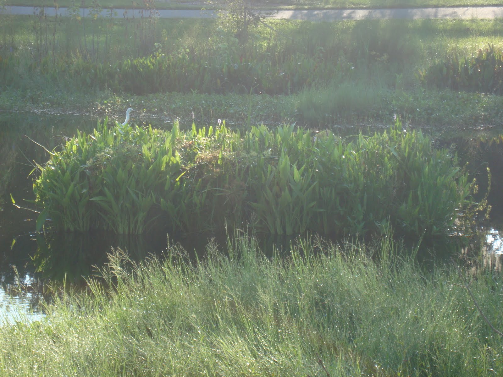 Florida Green & Sustainable BMPs: Foating Wetlands Remove Nitrogen and ...