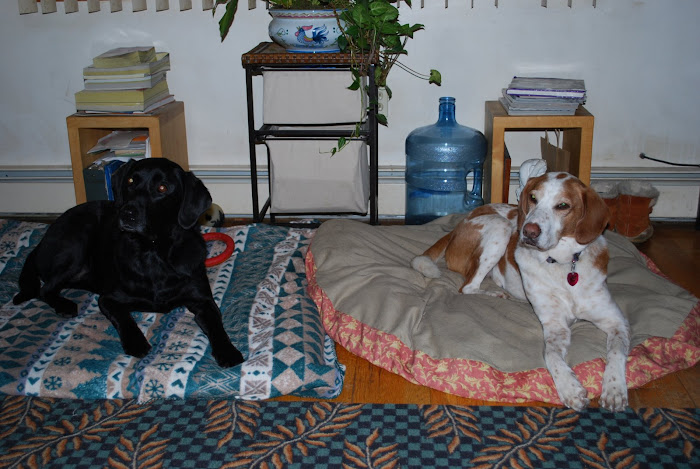 Keeway and Darwin relaxing on their dog beds