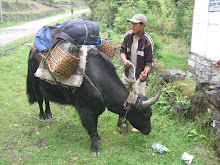 Yak de carrega que vam