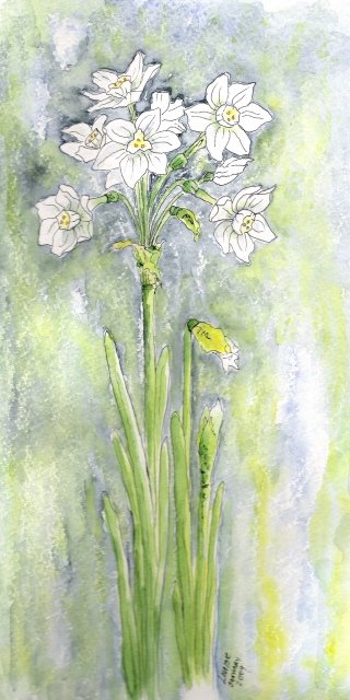 MIRACLE OMEN PAPERWHITES
