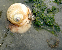 Moon snail and sea anemone