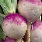 Purple globe turnips