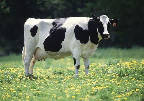 [cow+2.jpg]