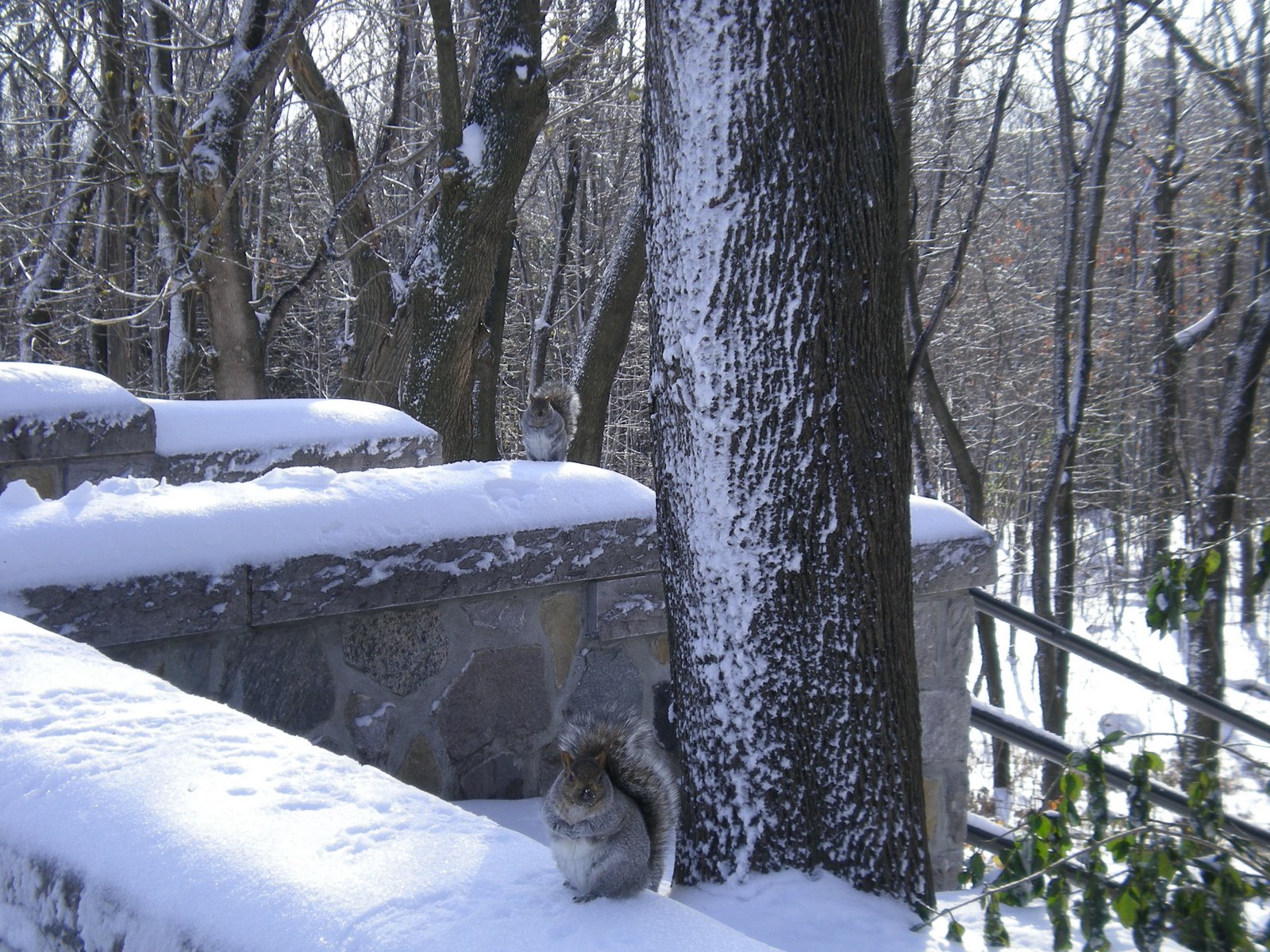 [mont+royal+195.jpg]