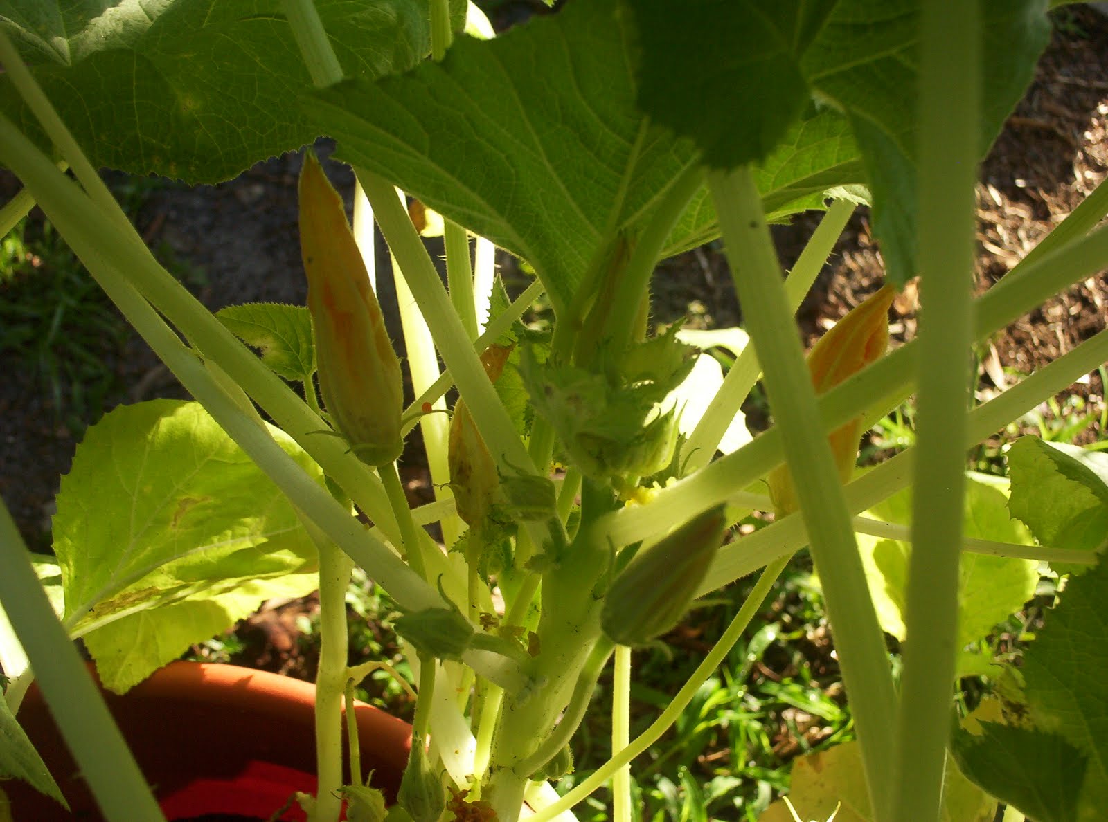 Pattys Container Garden Crookneck Squash
