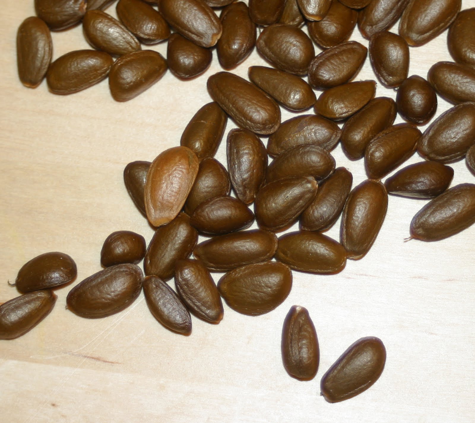 Cherimoya Seeds main image 0