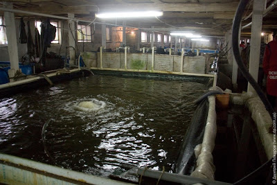 Рыбная ферма в Харьковской области