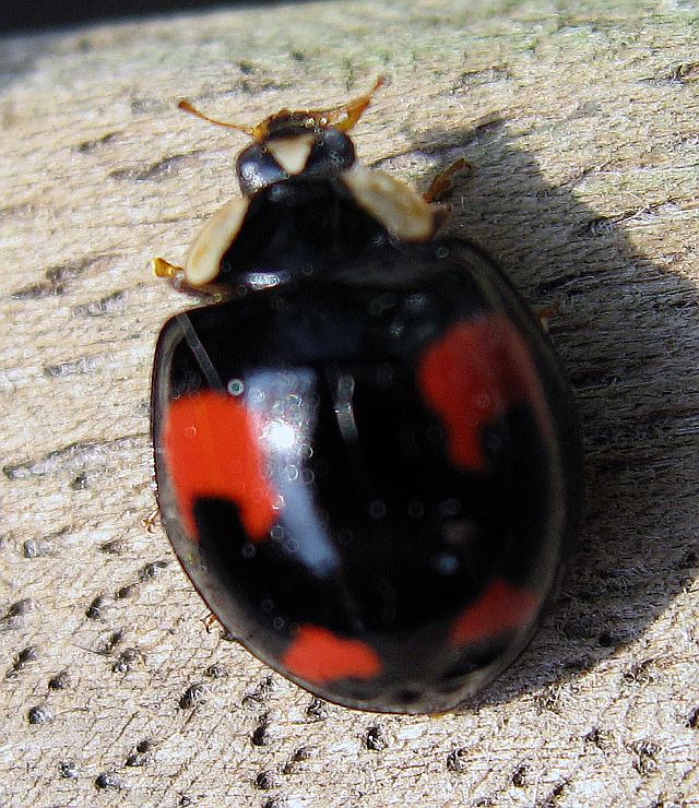 Christopher Spry's Natural World blog: Harlequin ladybirds in Wimbledon