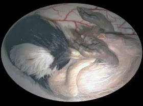 Embryotic_Animal_Pictures_2