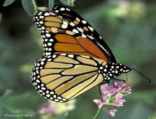 "COMMON MONARCH BUTTERFLY"