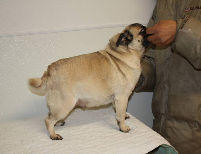 Pictures Of Pregnant Pugs 107