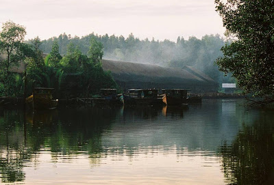 Rainforest - LENSA skodeng ALAM: Hutan Paya Laut Matang