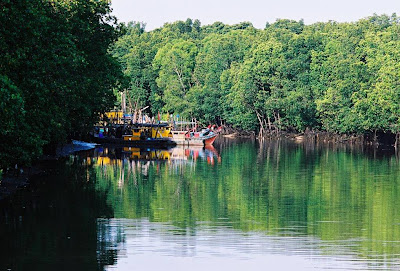 Rainforest - LENSA skodeng ALAM: Hutan Paya Laut Matang