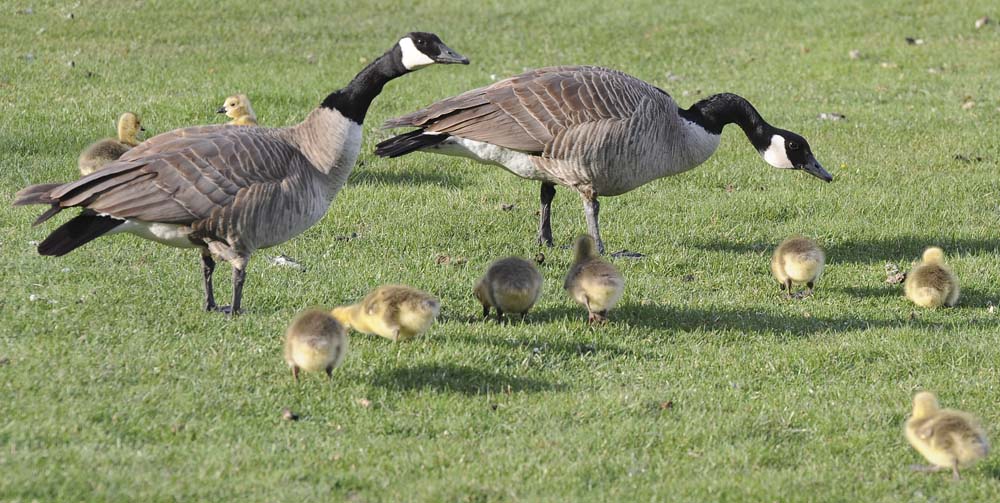 Random Travel Blog Geese and Goslings