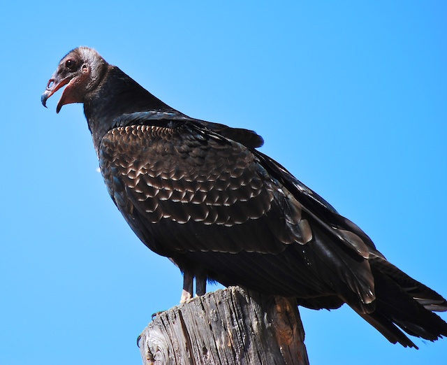 Dipper Ranch Vultures on the Barn