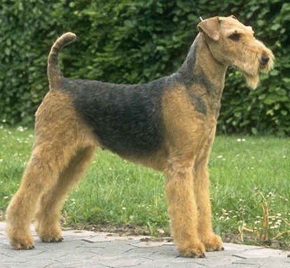 Dog Breed Gallery: Airedale Terrier