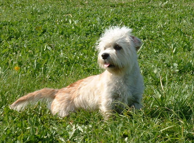 Dog Breed Gallery: Dandie Dinmont Terrier