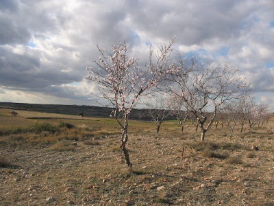 Almendros en flor - Fotografía de Juan Bielsa