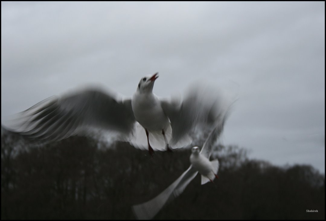 [flying.jpg]