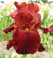 Iris germanica ‘Sultans Palace’