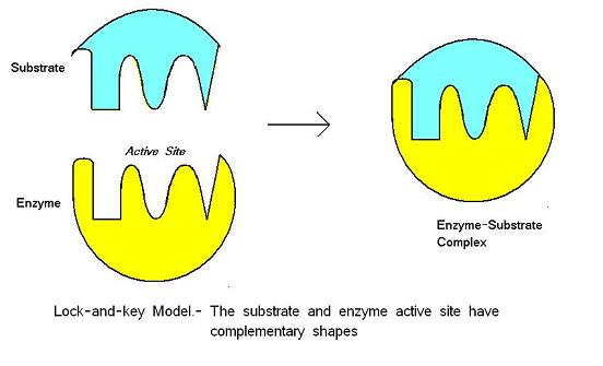 Littlemisssciency HOW DO ENZYMES WORK Littlemisssciency HOW DO ENZYMES WORK