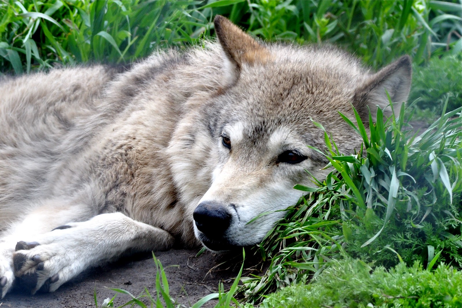 Волк на пляже