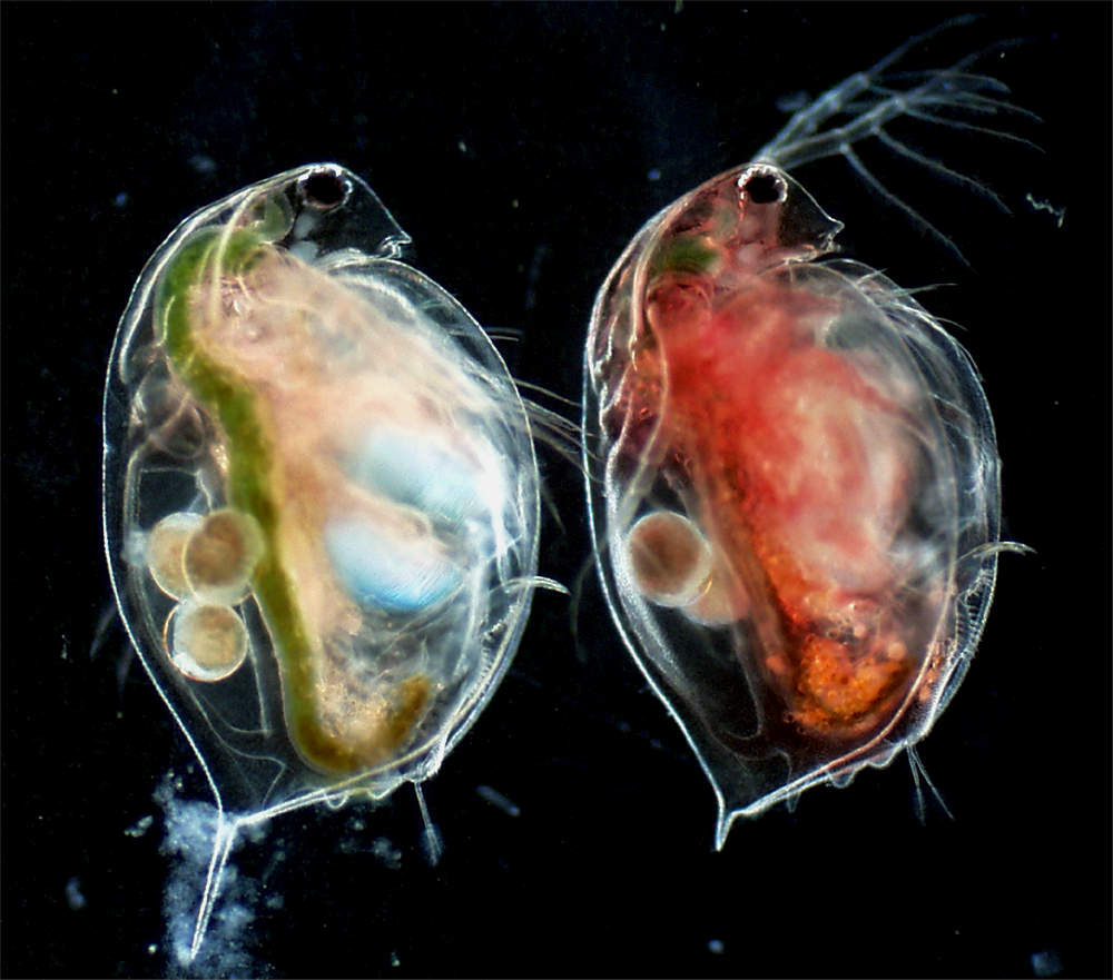 Одноклеточные водоросли дафнии. Рачки дафния Магна. Дафния ракообразные. Дафния планктон. Дафнии (Daphnia).