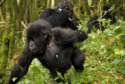 Shirimpumu and Kampanga playing