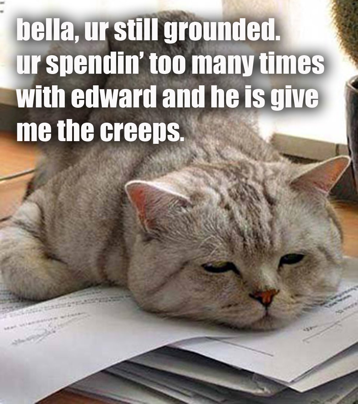 Кошка бухгалтер. Шутки про бухгалтерию. Уставший кот. Смешной бухгалтер. Кот бухгалтер.