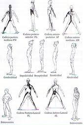 La Educación Física Y El Control Corporal Cadenas Musculares