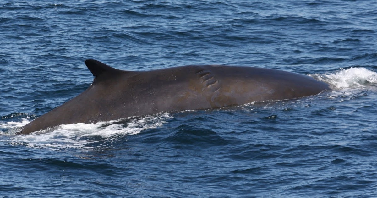 Blue Ocean Society's Whale Sightings: June 8- Prince of Whales, Newburyport